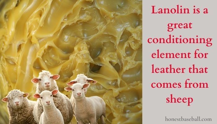 Lanolin is a great conditioning element for leather that comes from sheep