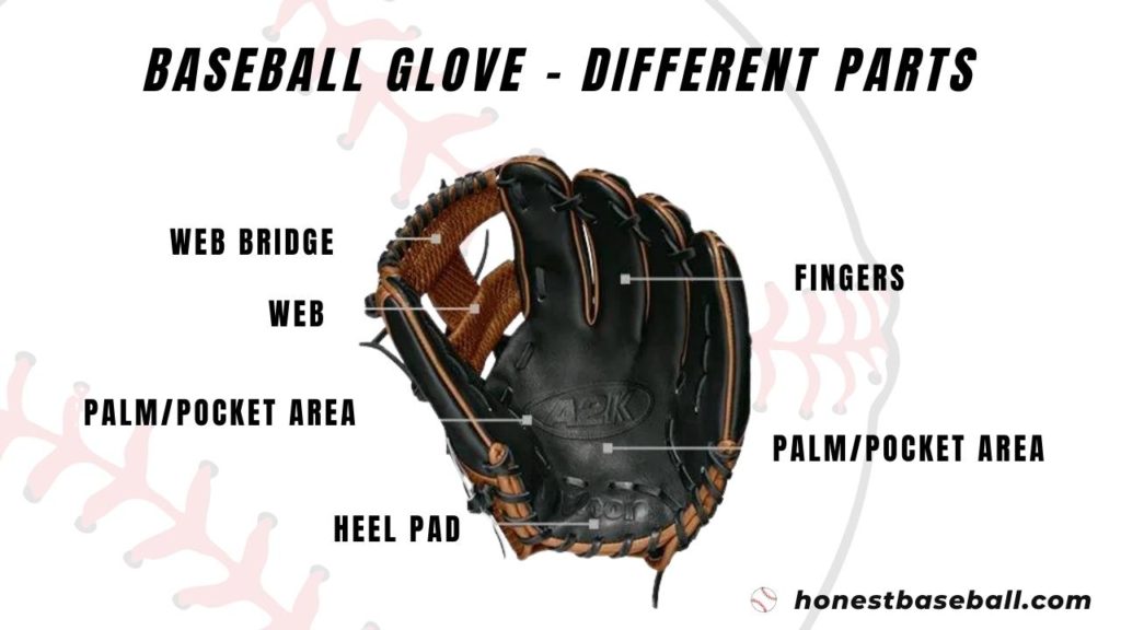 Different parts of baseball gloves explained
