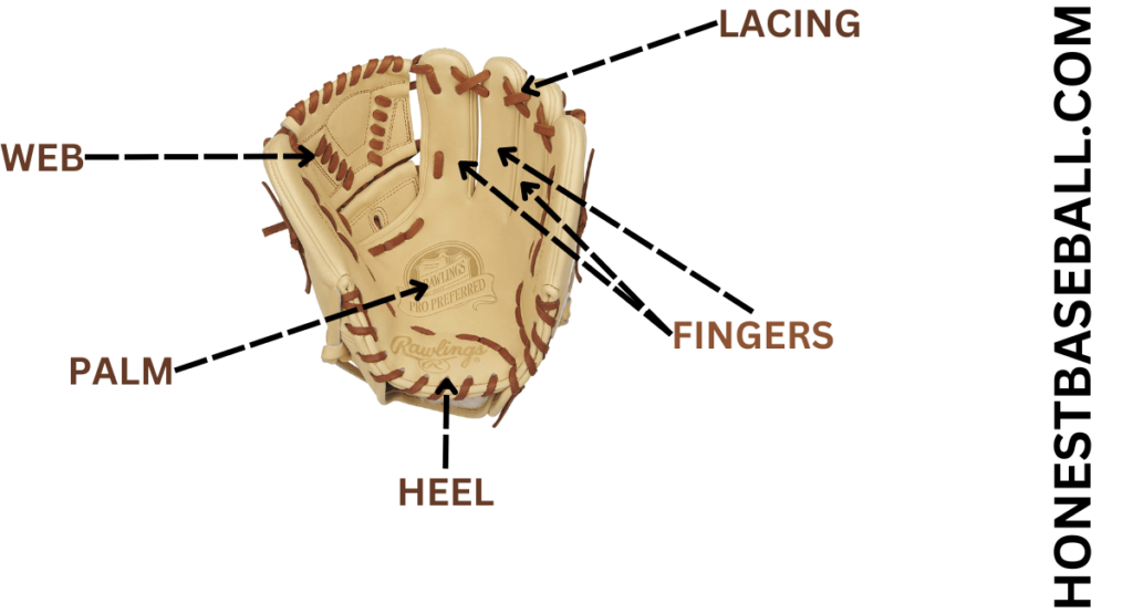 Common Parts of a Baseball and Softball Glove