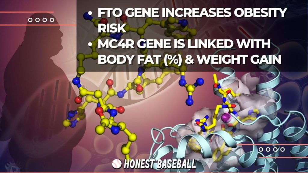 A differential factor between FTO and MC4R genes in the human body.