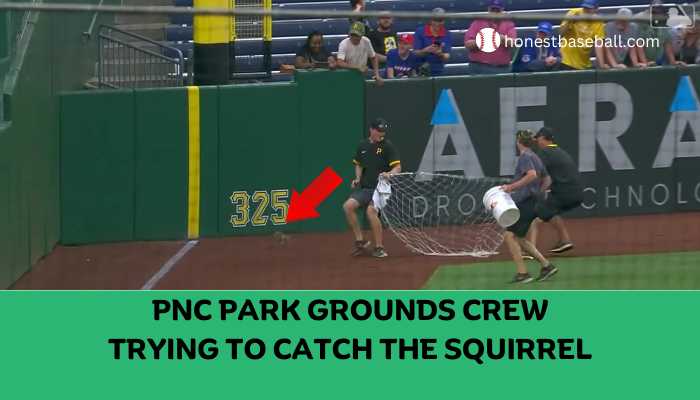PNC Park Grounds Crew Trying to Catch the Squirrel