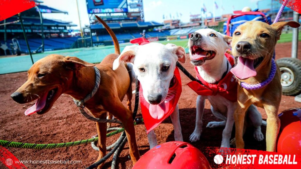 Only first 350 dogs will be allowed to enter the ballpark