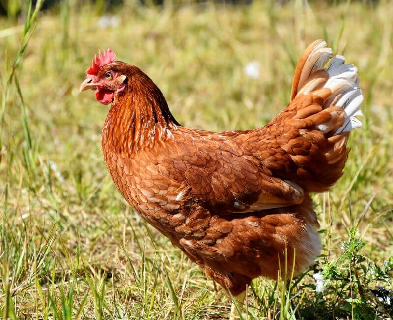 You can see a chicken on  a baseball field